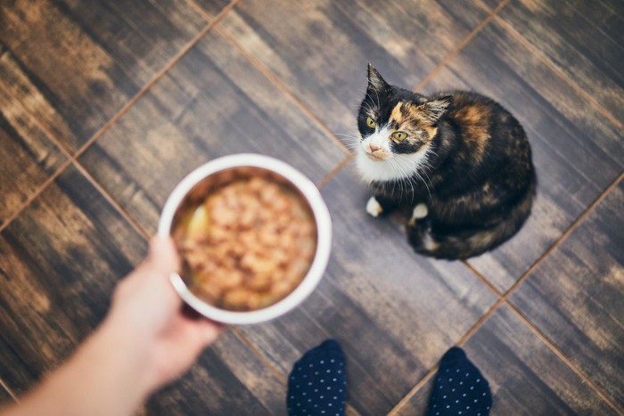 フードの入った食器を見上げる猫