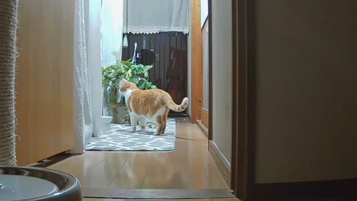 窓の外を見る猫