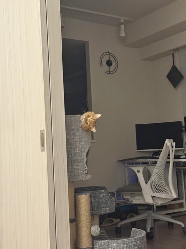 生首に見えるにゃむちゃん