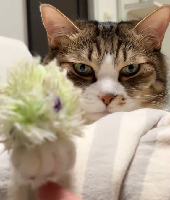 猫の前脚を下から触る人