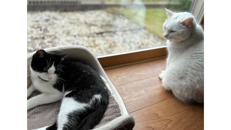 窓際にいる猫たち