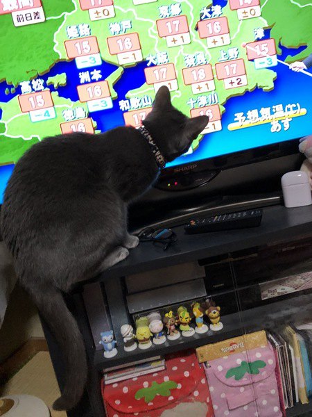 テレビを見るひじきちゃん