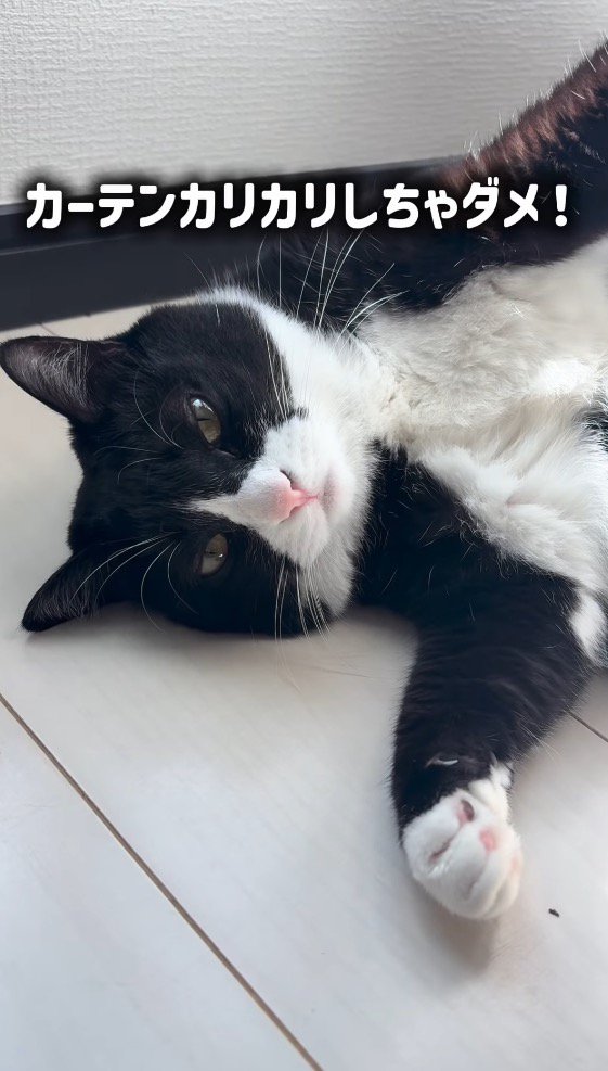 猫に優しく注意する女性