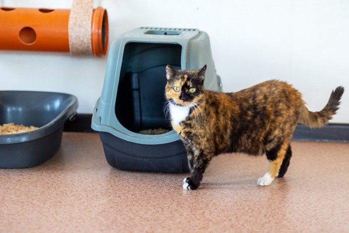 トイレの前で立っている猫