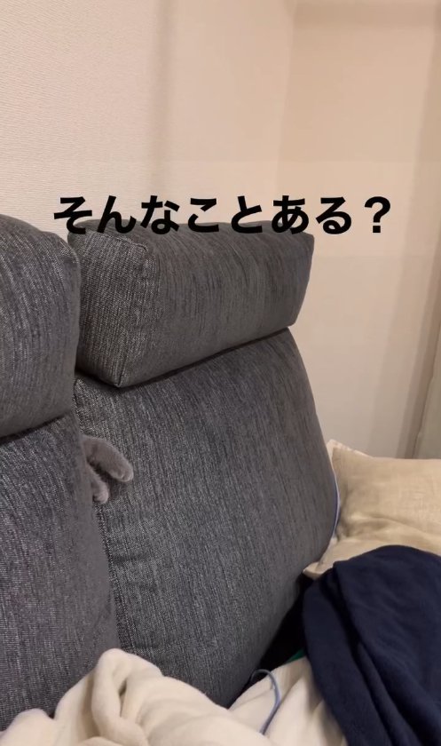 ソファの背もたれの隙間から出ている猫の手(ヒキ)