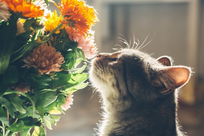 花のにおいを嗅ぐ猫