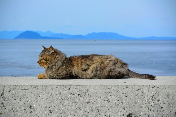 島の寝ている猫