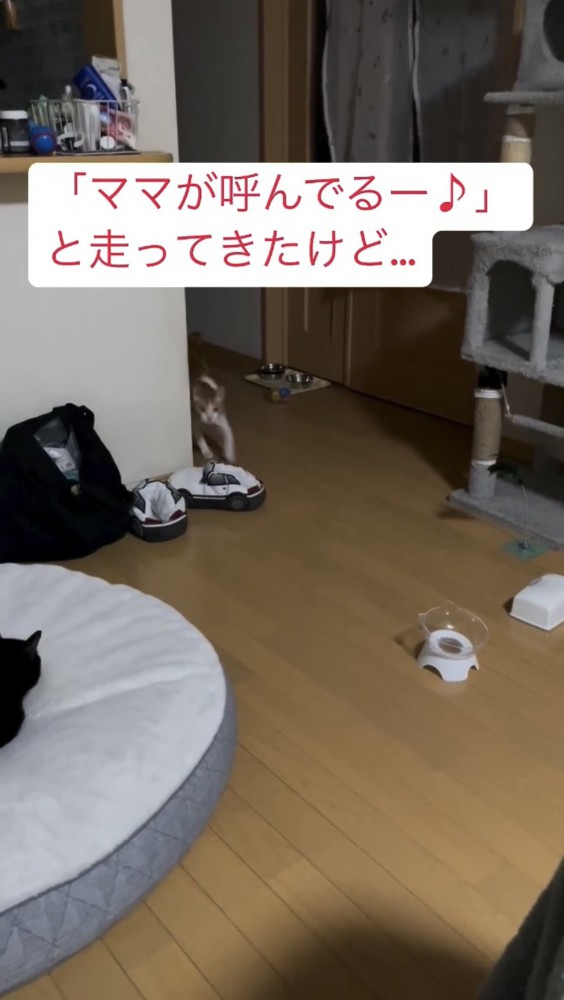 部屋の中を走る猫