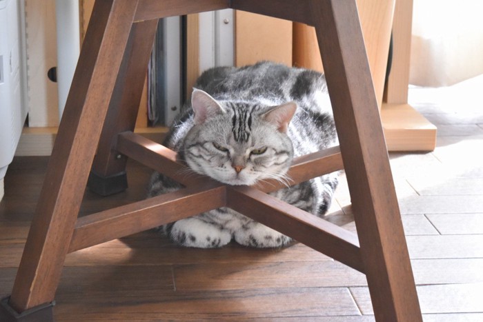 イスの脚にアゴをのせる猫