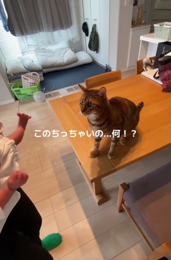 後ずさりする猫