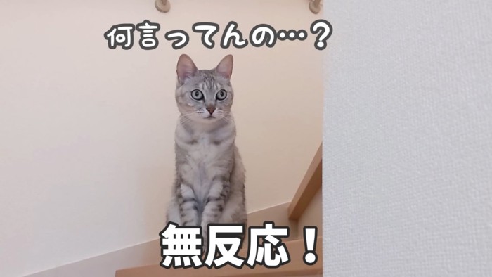 座ったままの猫