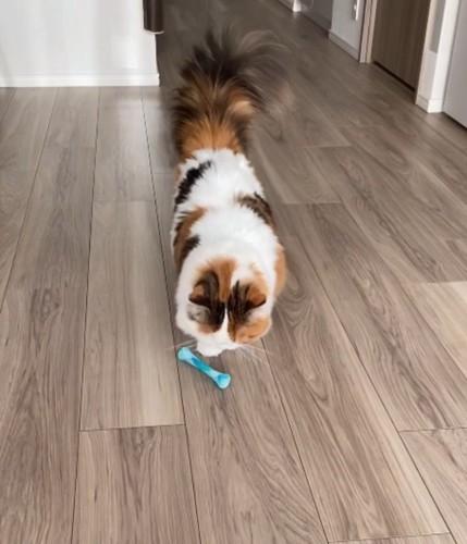 飼い主の前におもちゃを置く猫