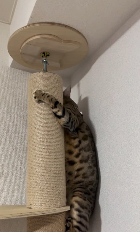 てっぺんまで登った猫
