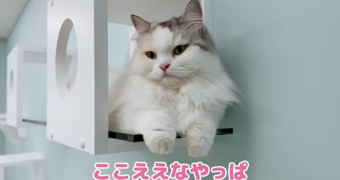 タワーの上の猫