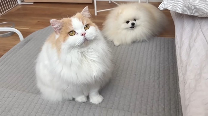 飼い主を見ている猫と犬