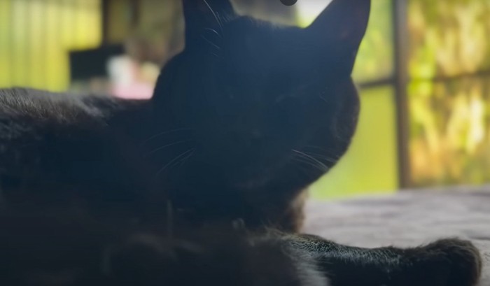 黒猫のアップ