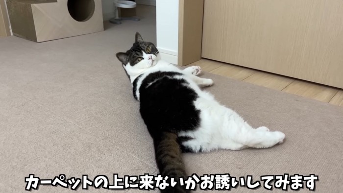 寝そべって振り向く猫