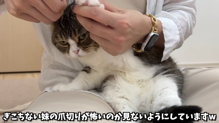 爪切りをされる猫