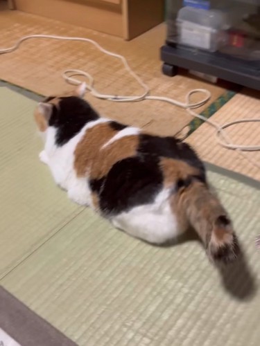 伏せの姿勢の猫