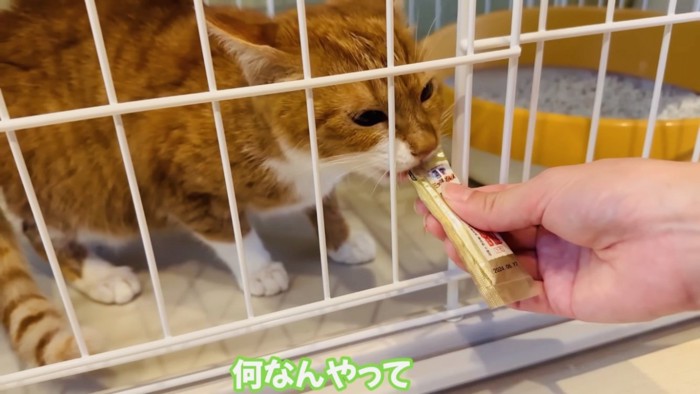 ママに猫用おやつをもらう