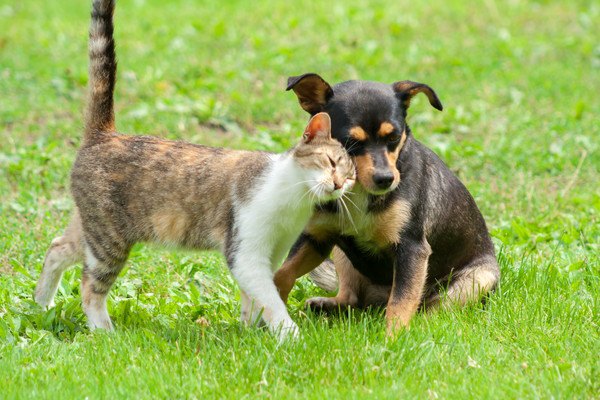 犬に甘えて頭突きをする猫