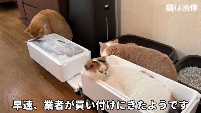 魚のにおいを嗅ぐ猫