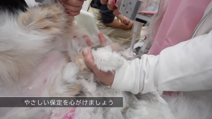 猫の足をつかむ人の手