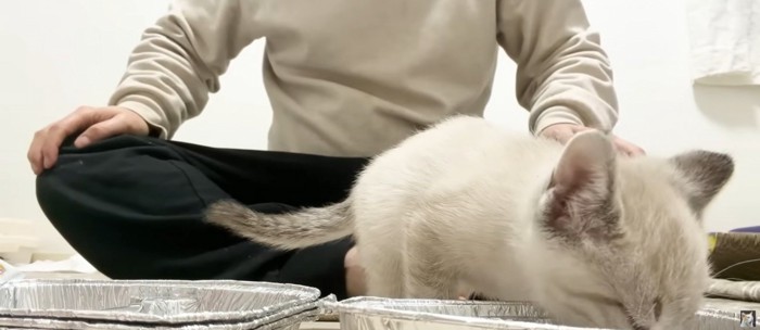 餌の前に立っている子猫
