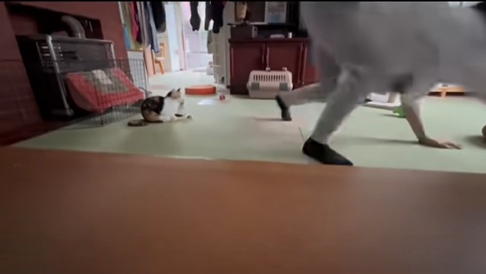 母を見つめる猫