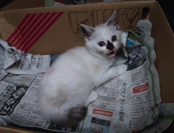 段ボールの中の子猫