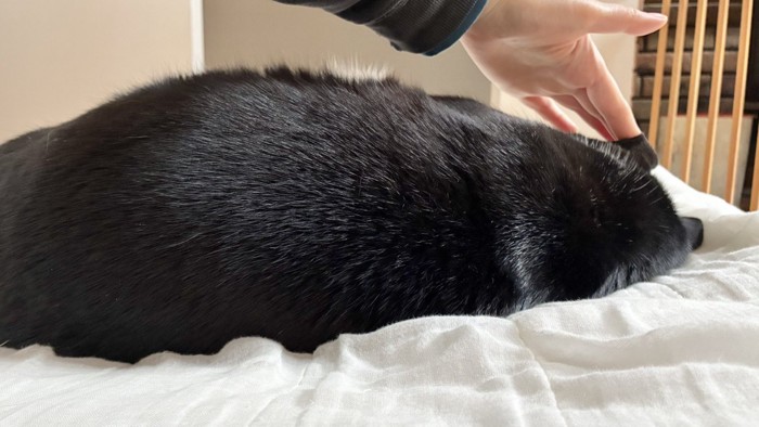 耳を触られても寝ている猫