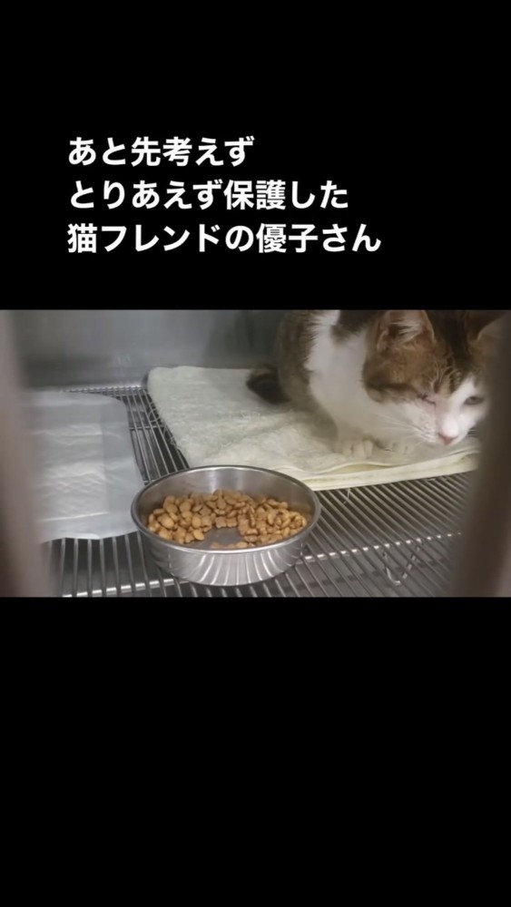 ケージの中にいる猫