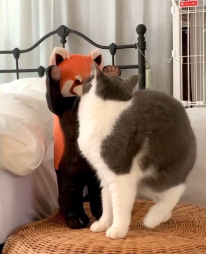 レッサーパンダのぬいぐるみに顔を近づける猫