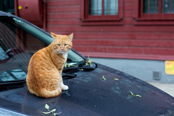 車のボンネットにのる猫と足跡