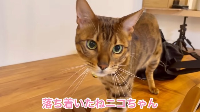 テーブルの上に立つ猫