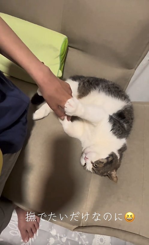 飼い主の手の甲に右前足を乗せている猫