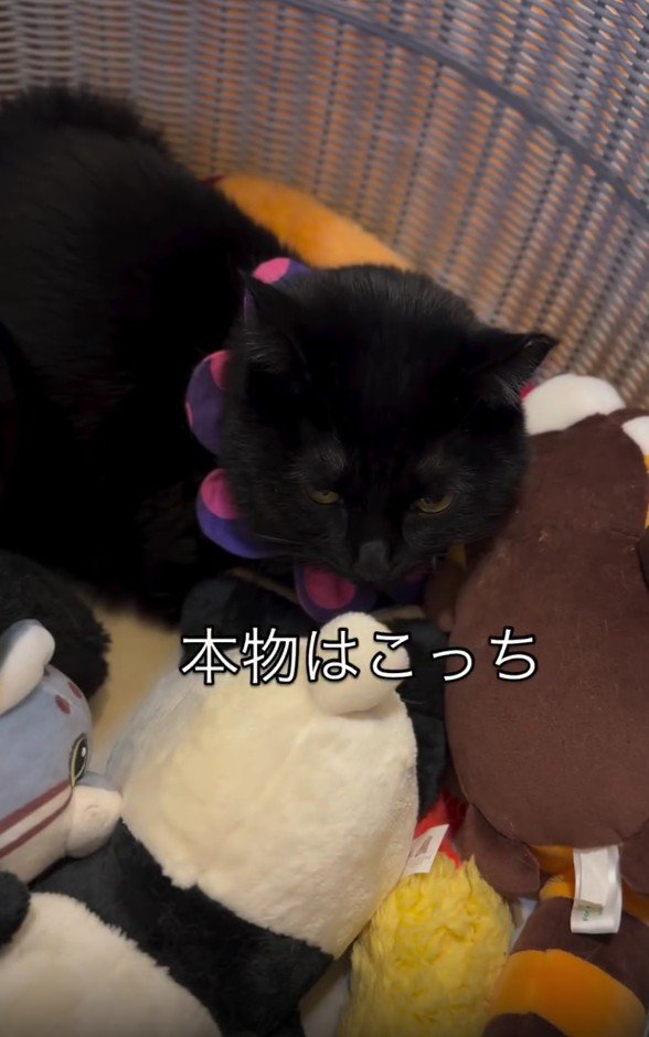 ぬいぐるみ入れに入った猫