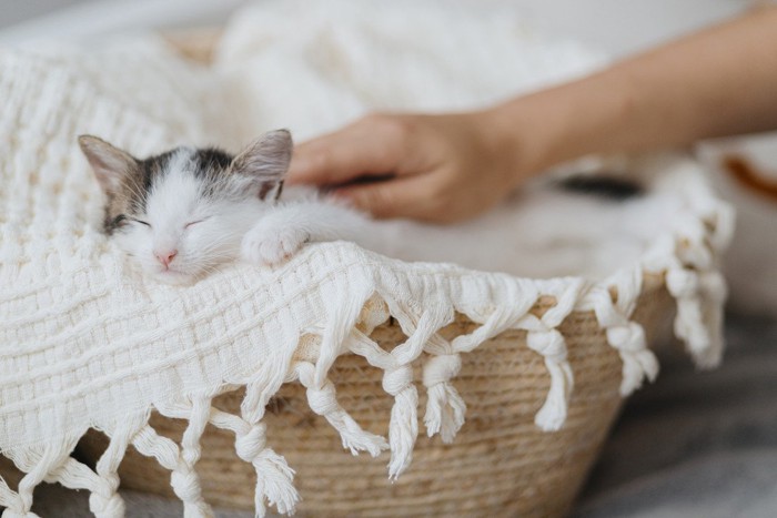 ベッドの中の子猫を撫でる人