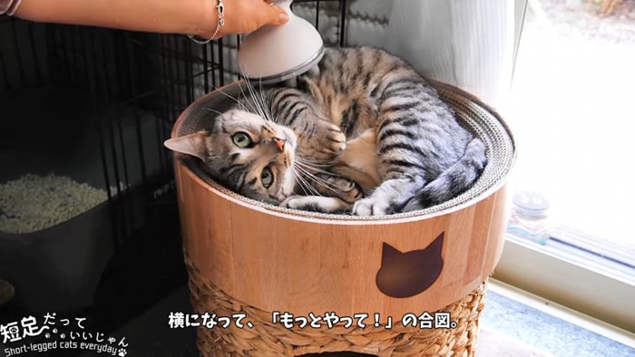 寝転ぶ猫