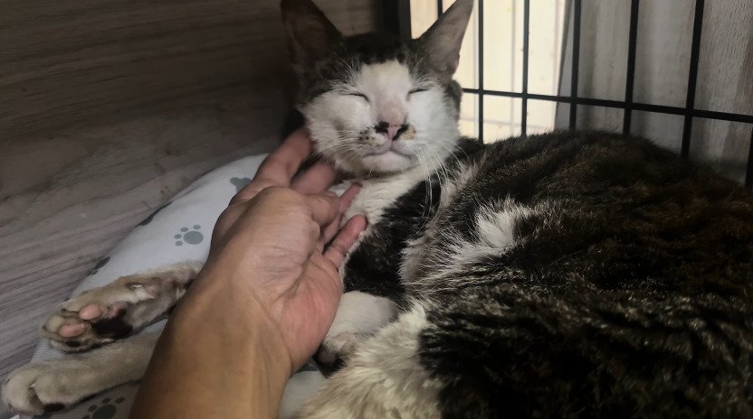 撫でられる猫2