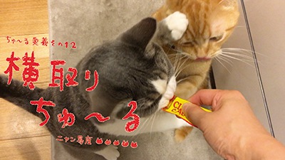 ちゅーるを横取りする猫