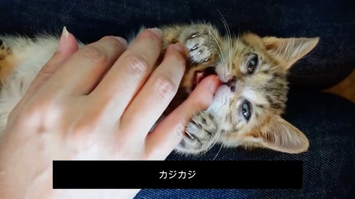 かじる猫