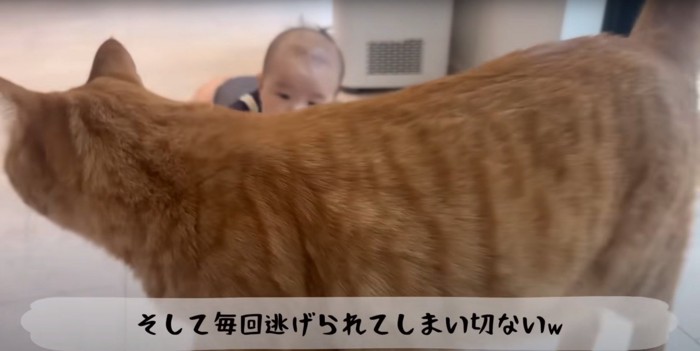 退散する猫