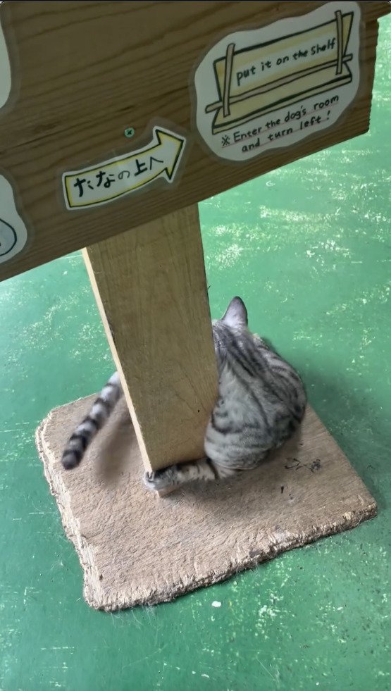 棒を抱きながら体勢を変える猫