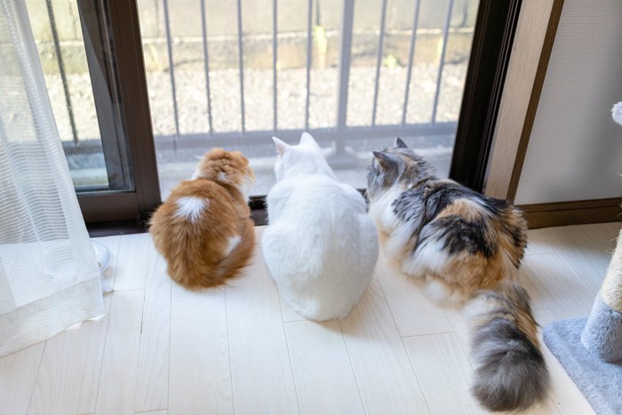 外を見る猫たち