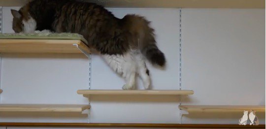 ボス猫がそっと登る