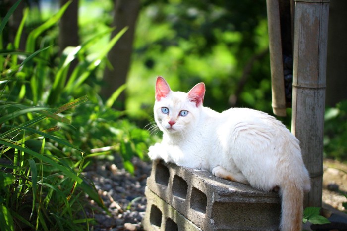 御誕生寺に住む猫