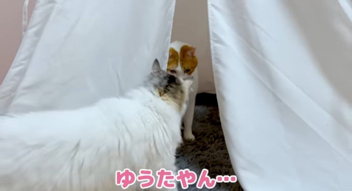 覗き込む猫