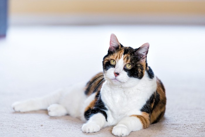 カーペットの上に佇む猫