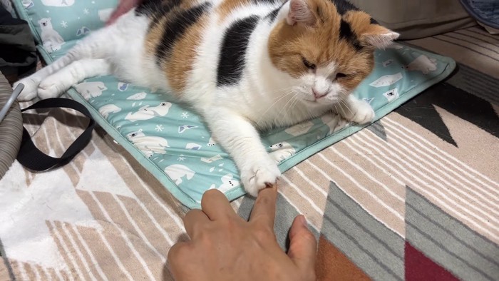 右前足で指を掴んで